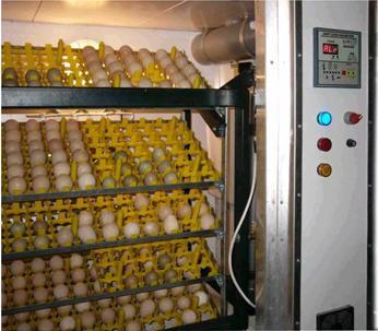 Energy Efficient Poultry Egg Incubator
