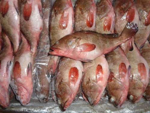 High Nutritional Frozen Fish