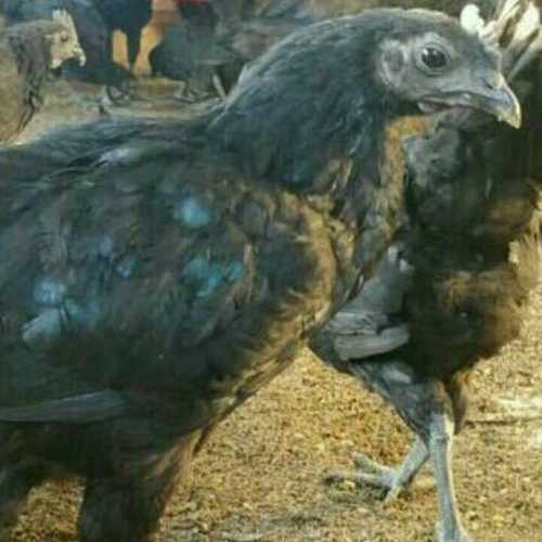 Kadaknath Hen