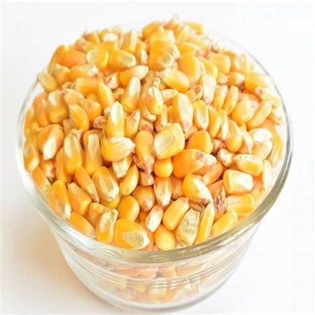 Yellow Corn (Human Consumption And Animal Feed)