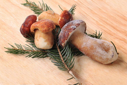 Best Price Gray Mushrooms