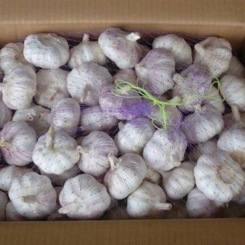 Farm Fresh White Garlic