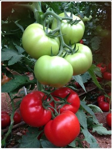 Natural and Hybrid Tomato