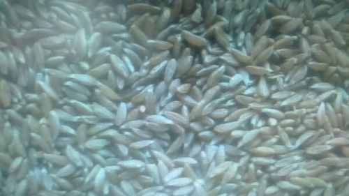 Organic Long Size Emmer Wheat