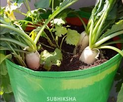 Green Radish In Grow Bags