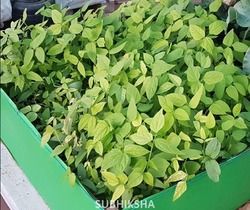 Round Spinach Grow Bags