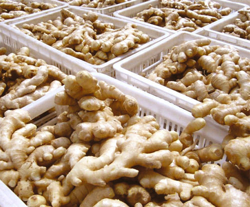 Superior Quality Cameroon Fresh Ginger