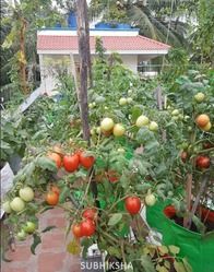 Tomato Round Shape Grow Bags