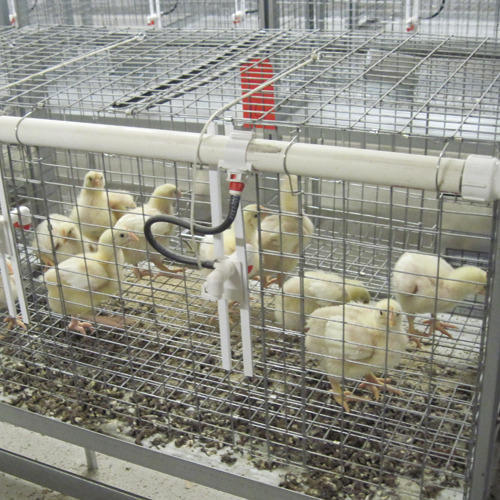 Steel Poultry Chicks Cum Grower Cage