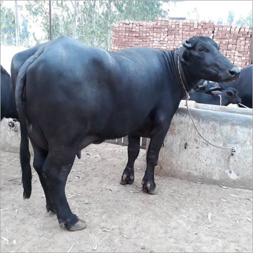 Black Color Murrah Buffalo