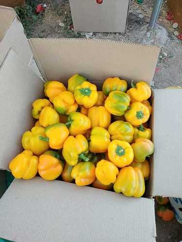 Farm Fresh Color Capsicum