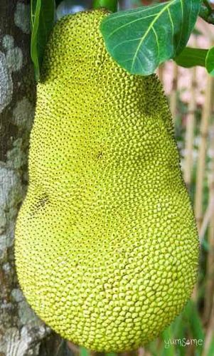 Farm Fresh Green Jackfruit