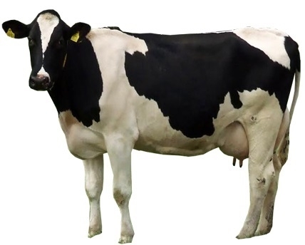 Holstein Friesian - 7000 Kg Milk Yield, Superior Grazing Ability, High Fertility, Gentle Nature