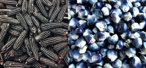 Organic Black Cob Corn