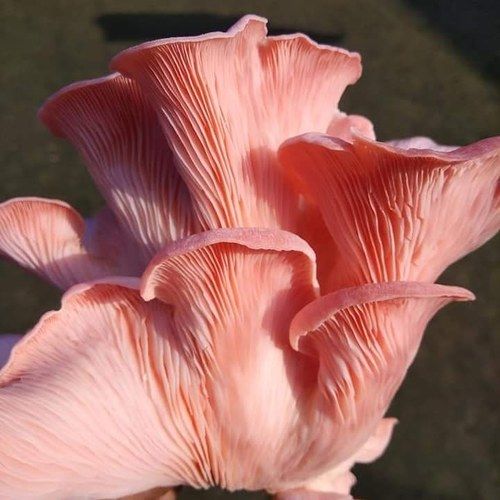 Pink Flamingo Oyster Mushrooms