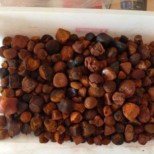 Cow Ox Dried Gallstones