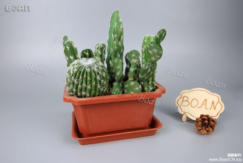 Effective Green Cactus Plant