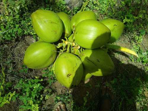 Export Quality Tender Coconut