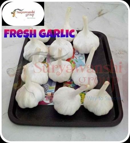 Farm Fresh White Garlic