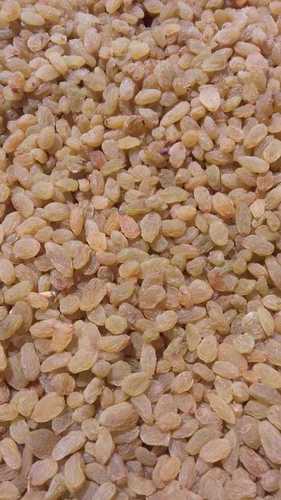 Common Natural Dried Golden Raisins