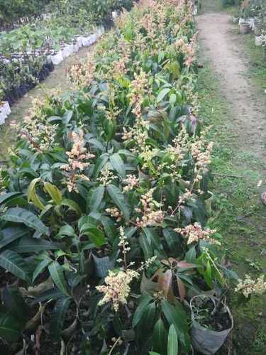 Green Palamar Mango Plants
