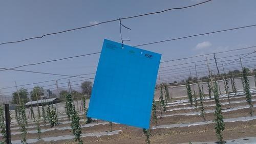 Blue Sticky Insect Trap