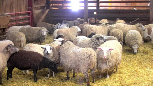 Brown And White Colored Sheep(Rams)