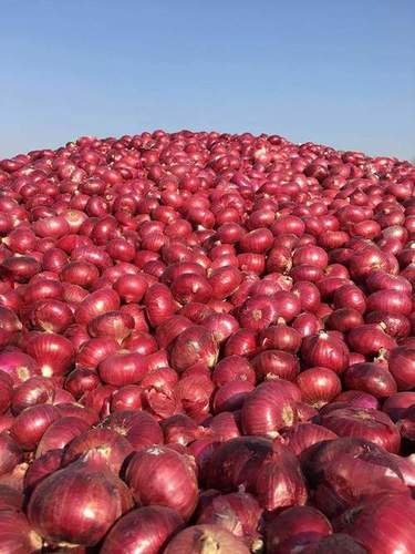 Red Onion