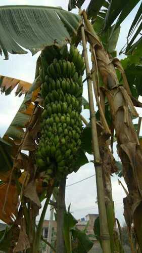 Common Fresh Green Banana