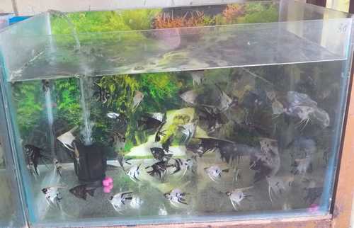 Glass Coated Fish Tanks 