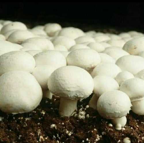 White Ooty Fresh Button Mushrooms