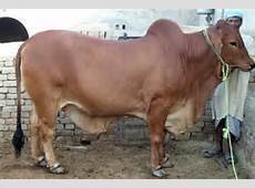 साहीवाल गाय और मादा बछड़ा