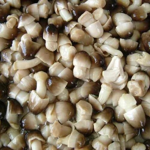 New Crop Canned Straw Mushrooms