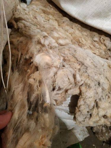 Semi Rough Raw Sheep Wool