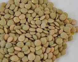 Organic Thailand Green Lentils