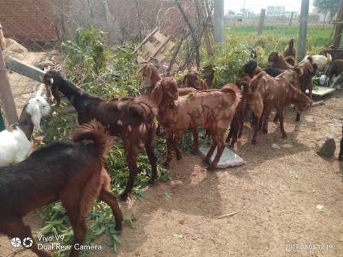  तोतापारी बीता गुजरी सिरोही बकरियां