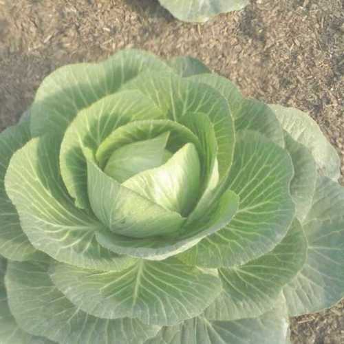 Best Price Fresh Cabbage