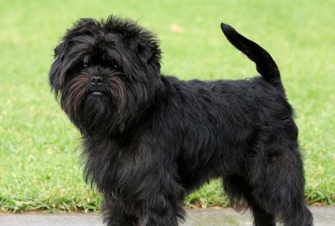 Affenpinscher price store