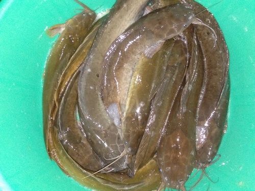 Deshi Magur Fish Seed