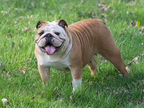 English Bull Dog Puppies