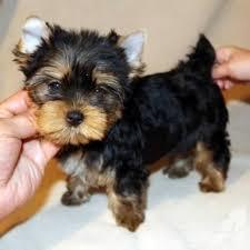 Excellent Teacup Yorkie Puppies Application Dog Price 350 Usd Unit Id 5634263