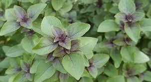 Herbal Fresh Tulsi Leaves Direction: 2-5