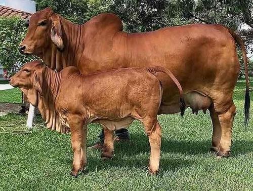 High Breed Sahiwal Cow