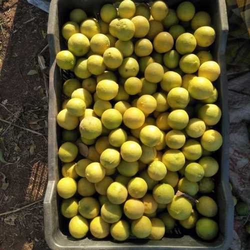 Natural Yellow Fresh Lemon