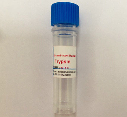 Recombinant Human Trypsin