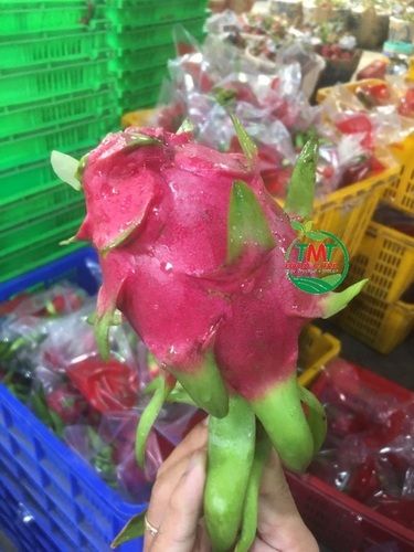 The Large Quantity Of Dragon Fruit