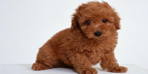 toy poodle price