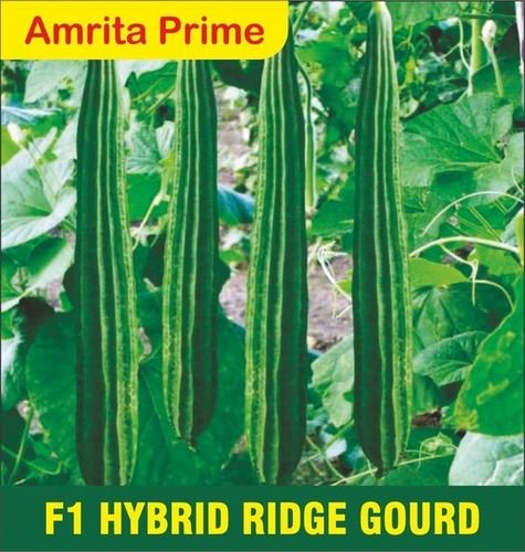 Amrita Prime F1 Hybrid Ridge Gourd Seed