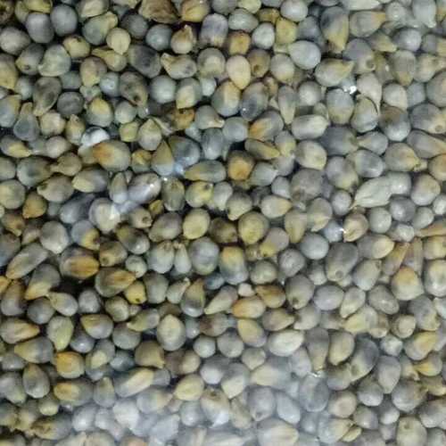 Died Green Color Millets