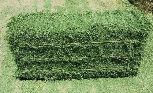 Grade A Alfalfa Hay Efficacy: Promote Healthy